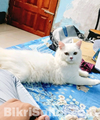 Persian triple cote cat